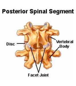 Joints of the Lumbar Spine (disc & facet) and Pelvis